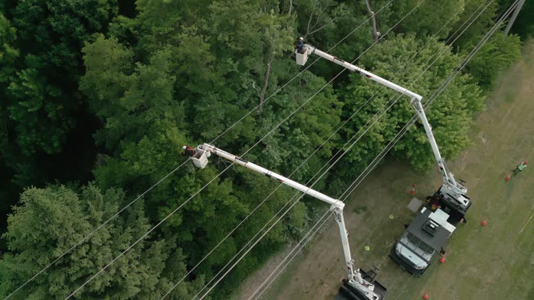 How Our Tree Care Process Works  in Aurora, NE